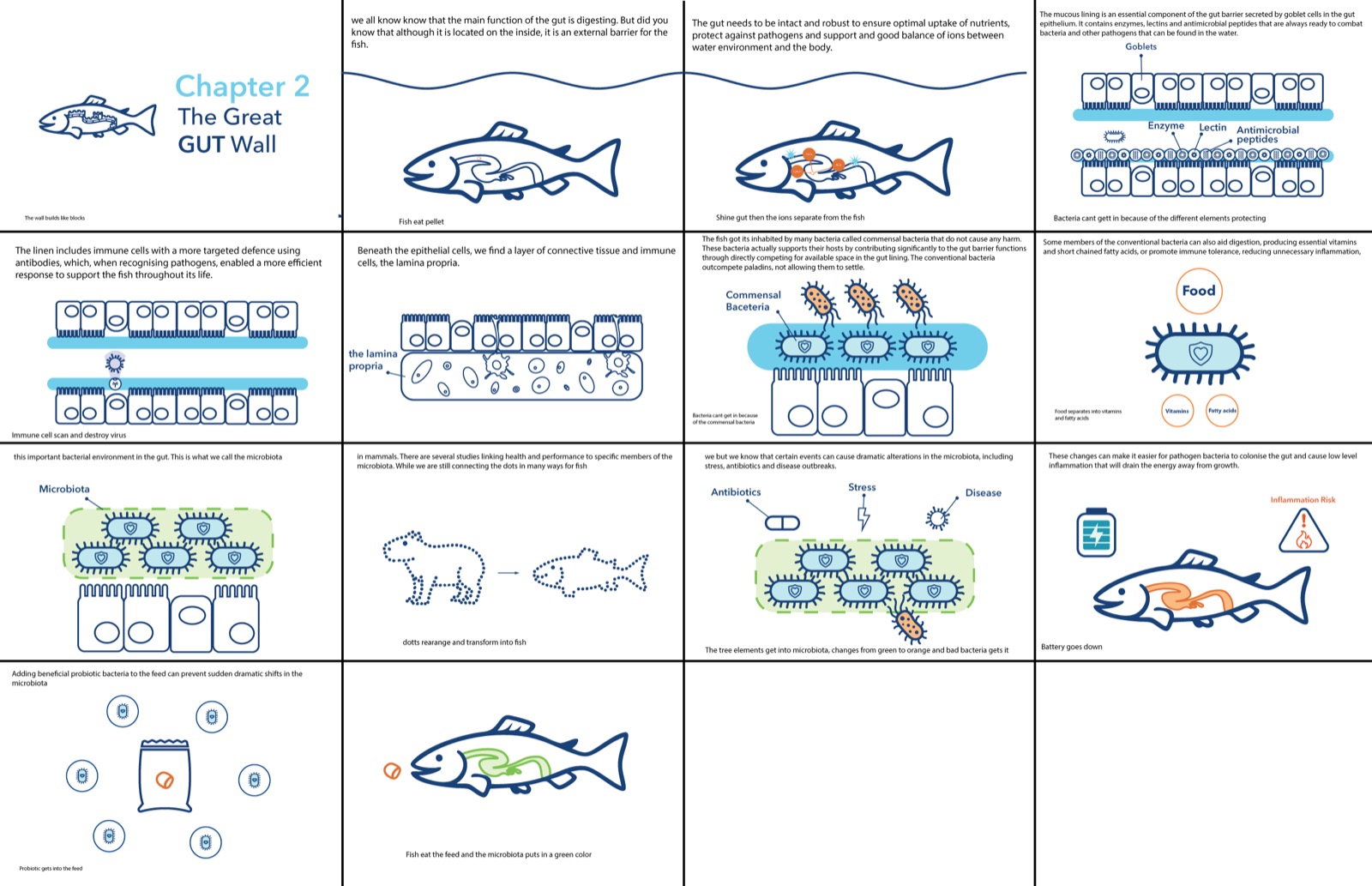 Fish Health storyboard gut